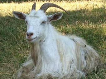 В американский музыкальный магазин пришел какой-то козёл