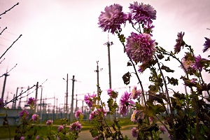 ФСК ЕЭС устанавливает в Дагестане новое коммутационное оборудование на подстанциях 330 кВ