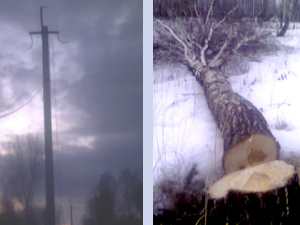 «Черные» лесорубы устроили «конец света» в Мариинском районе Кемеровской области