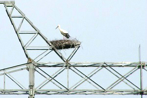 ФСК ЕЭС получила от экологов дополнительные данные для работ по сохранению популяции дальневосточного аиста