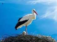 В гнездо на опоре высоковольтной ЛЭП Славянск — Маяки вернулся аист