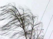 Сильный ветер в Приамурье повалил опоры ЛЭП и разрушил изоляторы