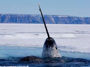 «Газпром нефть» запускает проект по изучению в Арктике краснокнижного морского единорога