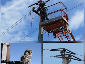 МОЭСК установит в Москве и Подмосковье в 2020 году более 6 000 птицезащитных устройств