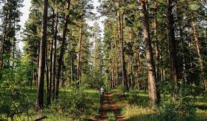 Нефтяная Компания 