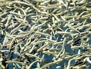 Судоверфь «Звезда» выпустила в реки Приморья 20 млн мальков кеты