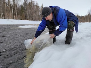 «Энел Россия» пополнила ихтиофауну реки Умба мальками семги