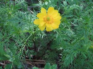 Кузбассразрезуголь» открыл первый в этом году биологический заказник