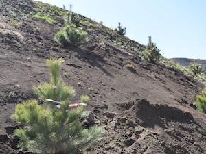 На Зеленчукской ГЭС-ГАЭС появился сосновый бор в честь празднования Великой Победы