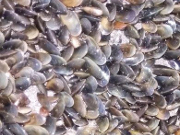 Владивостокская ТЭЦ-2 провела масштабную очистку циркуляционной системы станции