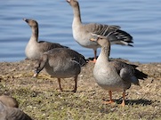 «Роснефть» выдала гранты для научных исследований на Таймыре