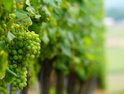 На базе Курчатовского института создадут два национальных биоресурсных центра