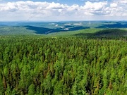 «Роснефть» реализует лесоклиматический проект в Красноярском крае