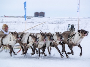 «Газпром недра» и «Газпром добыча Надым» поддержали Слет оленеводов Ямальского района