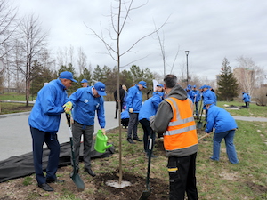 Новосибирские энергетики высадили памятную аллею в честь юбилея Победы