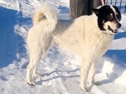 «Саханефть» поддержит проект по возрождению якутской охотничьей собаки