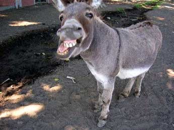 Ослов объявили вне закона