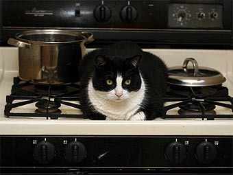 Немец женился на своей кошке