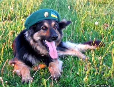 Анекдоты на День пограничника