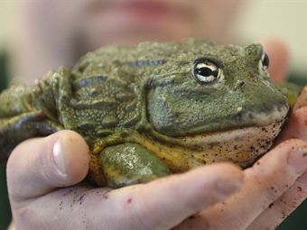 Немец застрелил соседскую лягушку