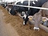 «Псковэнерго» выделит мощность новой молочной ферме в Псковском районе
