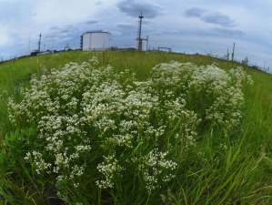 «Газпромнефть-Оренбург» внедрил солемеры нового поколения на Царичанском месторождении