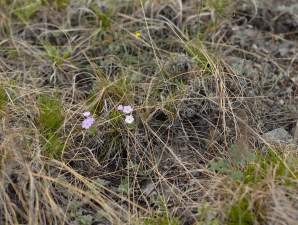 «Кузбассразрезуголь» сохраняет краснокнижные растения
