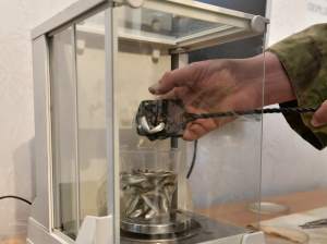 «Транснефть – Дальний Восток» организовала выпуск молоди тихоокеанского лосося в в реку Гур