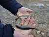РусГидро выпустило в бассейн Терека 140 тысяч мальков ручьевой форели