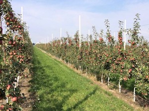 В Новокубанском районе Краснодарского края подключены к электросетям новые объекты АПК
