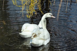 В пруд Московского НПЗ с наступлением тепла вернулась семья белых лебедей (видео)