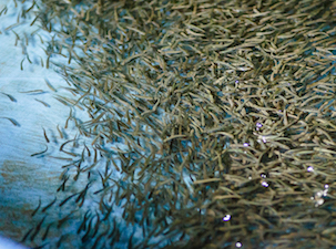 Судоверфь «Звезда» выпустила в реки Приморья 5 миллионов мальков кеты