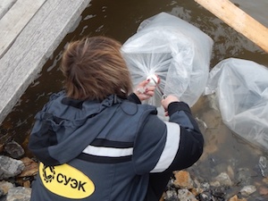 «Приморскуголь» выпустил в озеро Ханка молодь сазана