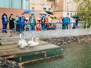 Лебеди после зимовки вернулись в пруд Московского НПЗ