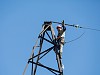 «Ленэнерго» заменит 62,8 км грозотроса на воздушных ЛЭП в 2021 году