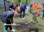 ЕВРАЗ направил 500 тысяч рублей на приобретение саженцев для озеленения Качканара