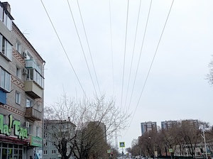 ДРСК поддерживает инициативу горожан по озеленению Благовещенска