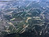 «Восточный Порт» выпустил в море более 2 миллионов мальков лососёвых