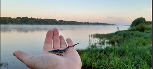 В «Транснефть – Балтика» выпустили 3 млн личинок щуки в водоемы Новгородской и Ярославской областей