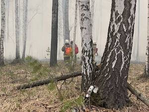 В районе расположения энергоблока №4 Белоярской АЭС горит лесной массив Асбестовского лесничества