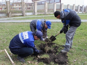 «Газпром трансгаз Томск» высадил более 20 тысяч деревьев