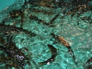 «Газпром СПГ Портовая» выпустил 3700 мальков атлантического лосося в речной бассейн Балтийского моря