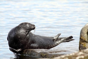 Научная экспедиция от «Ростерминалугля»отправилась из Выборга к местам обитания балтийской нерпы
