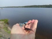 «Транснефть – Балтика» выпустила молодь рыб в водоемы Новгородской, Ярославской и Тверской областей