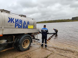 «Транснефть – Балтика» выпустила более 940 тысяч личинок щуки в водоемы Новгородской и Ярославской областей