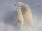 «Роснефть» организовала две научные экспедиции по изучению популяций белого медведя и морских млекопитающих Карского моря