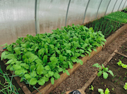 На Ярактинском нефтегазоконденсатном месторождении собрали первый урожай