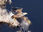 «Роснефть» вносит вклад в сохранение биологического разнообразия