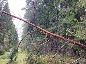 Почти 4 тысячи деревьев сняли с ЛЭП энергетики «Россети Московский регион» в ходе восстановительных работ в Подмосковье