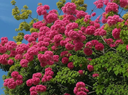 С праздником 1 Мая! С Днем весны и труда!